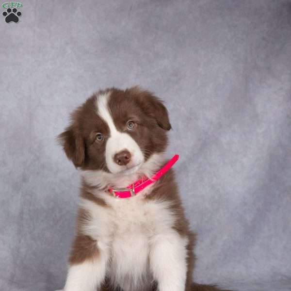 Blake, Border Collie Puppy